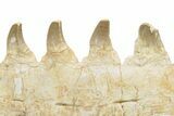 Partial Mosasaur Jaw with Seven Teeth - Morocco #220672-5